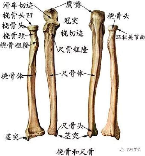 「收藏」最全的人体解剖