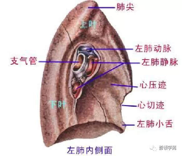 「收藏」最全的人体解剖