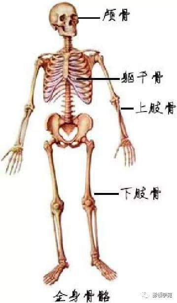 「收藏」最全的人体解剖