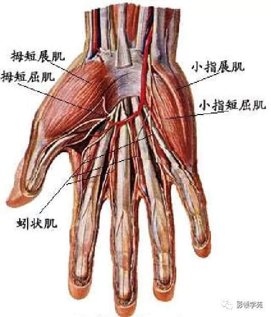 「收藏」最全的人体解剖