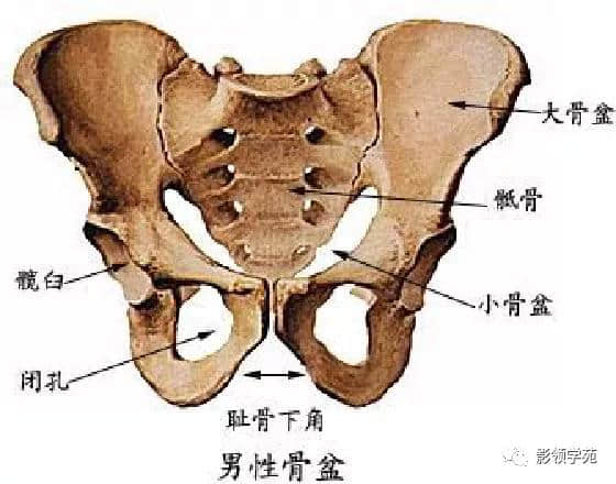 「收藏」最全的人体解剖