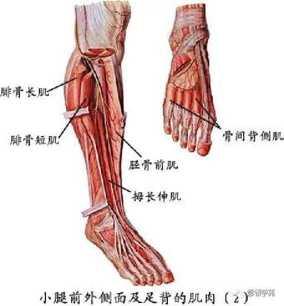 「收藏」最全的人体解剖