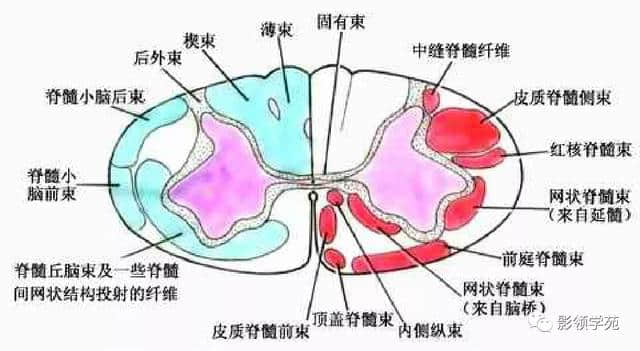 「收藏」最全的人体解剖