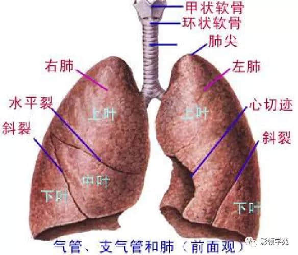 「收藏」最全的人体解剖