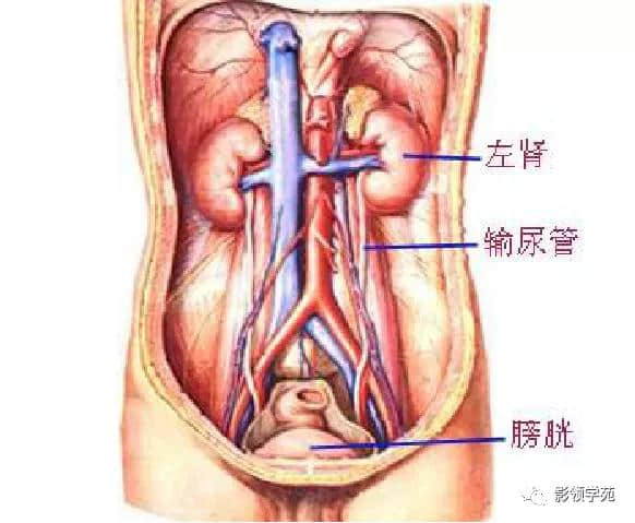 「收藏」最全的人体解剖
