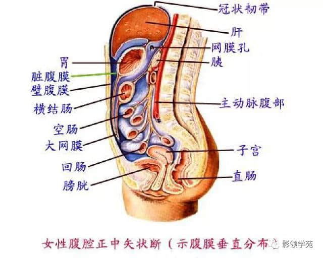 「收藏」最全的人体解剖