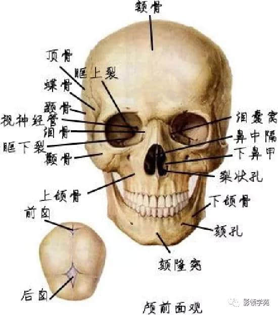 「收藏」最全的人体解剖