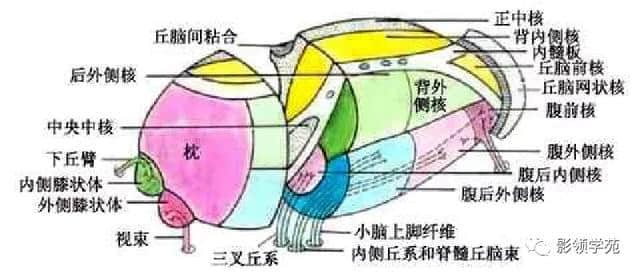 「收藏」最全的人体解剖