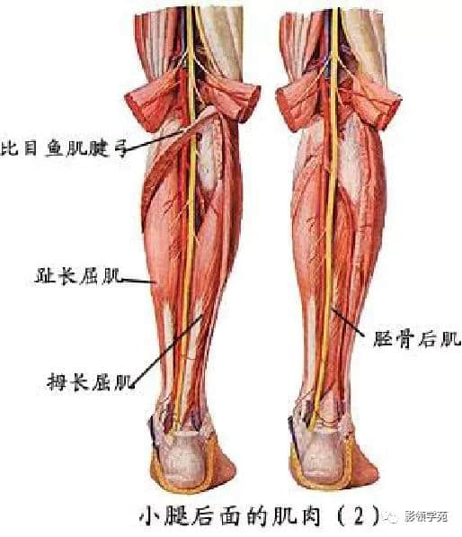 「收藏」最全的人体解剖