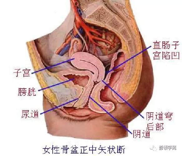 「收藏」最全的人体解剖