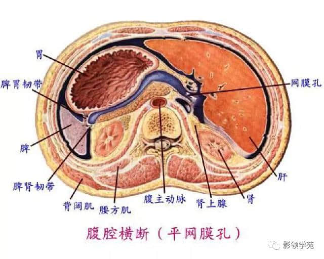 「收藏」最全的人体解剖