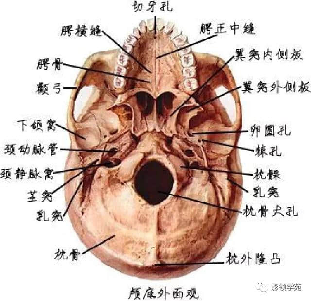 「收藏」最全的人体解剖