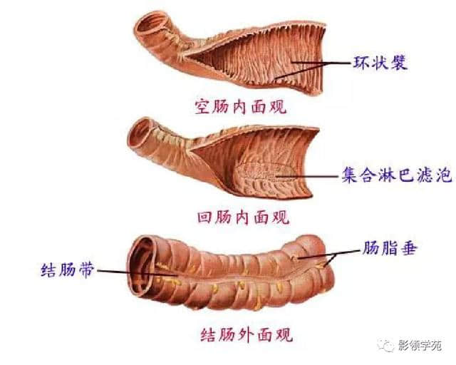 「收藏」最全的人体解剖
