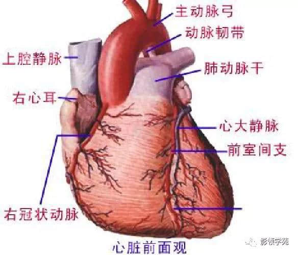 「收藏」最全的人体解剖