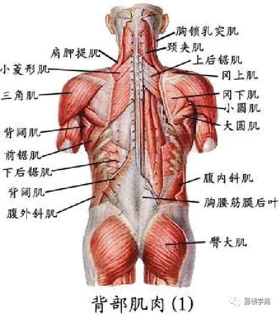 「收藏」最全的人体解剖