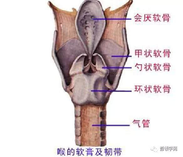 「收藏」最全的人体解剖