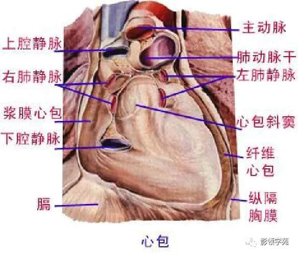 「收藏」最全的人体解剖