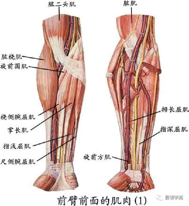 「收藏」最全的人体解剖