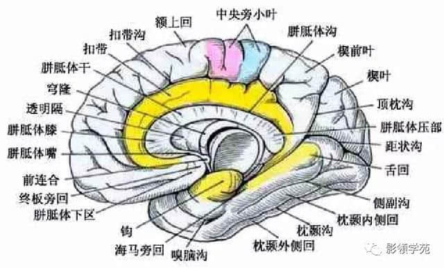 「收藏」最全的人体解剖