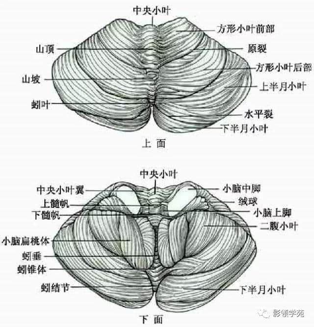 「收藏」最全的人体解剖