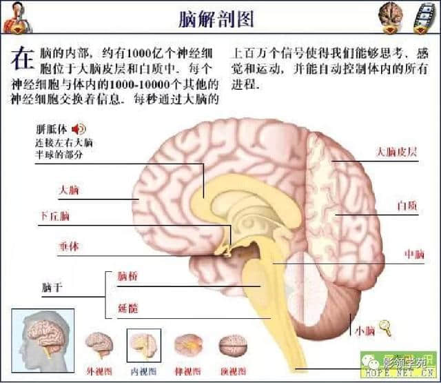 「收藏」最全的人体解剖
