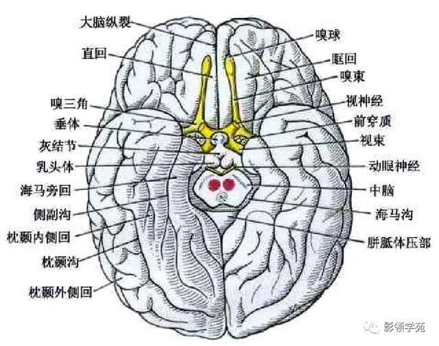 「收藏」最全的人体解剖