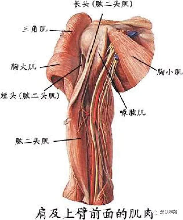 「收藏」最全的人体解剖