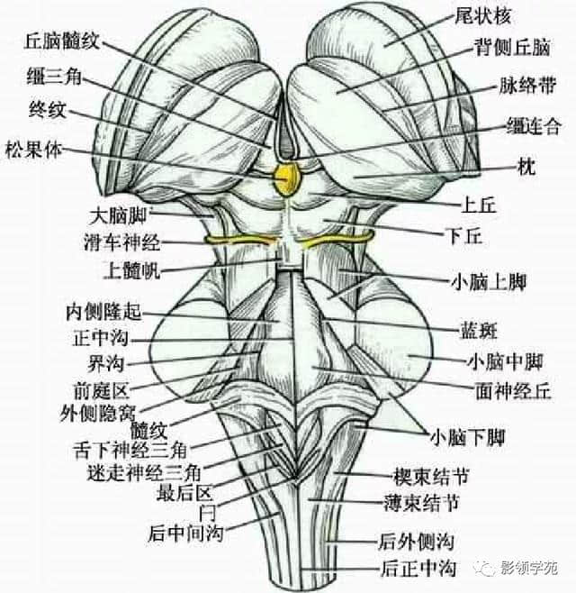 「收藏」最全的人体解剖