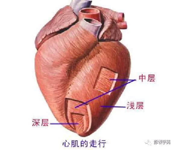 「收藏」最全的人体解剖