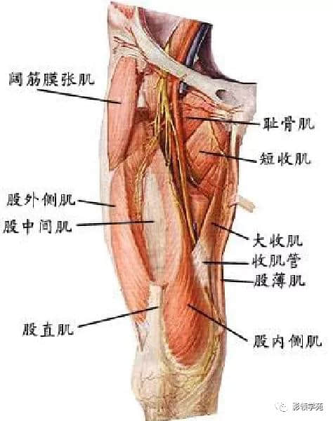 「收藏」最全的人体解剖