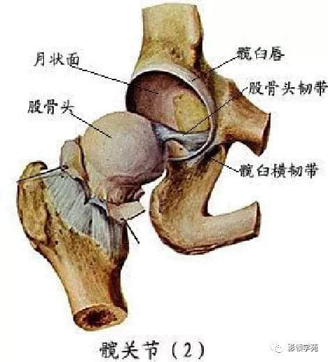 「收藏」最全的人体解剖
