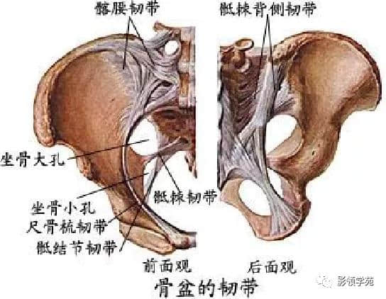 「收藏」最全的人体解剖