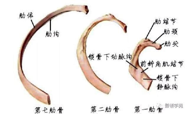「收藏」最全的人体解剖