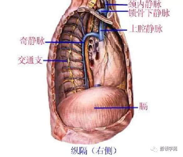 「收藏」最全的人体解剖