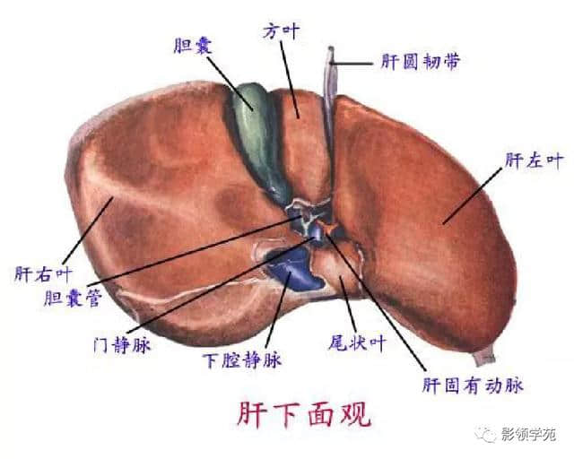 「收藏」最全的人体解剖