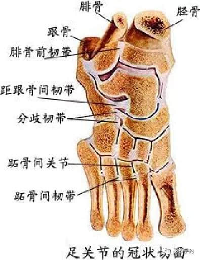 「收藏」最全的人体解剖