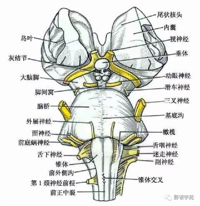 「收藏」最全的人体解剖