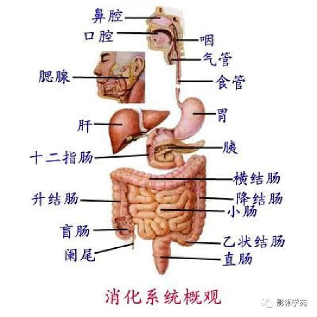 「收藏」最全的人体解剖