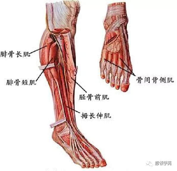 「收藏」最全的人体解剖