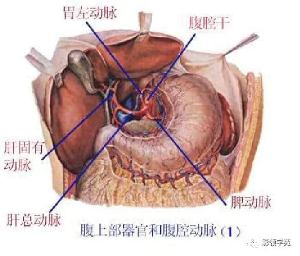 「收藏」最全的人体解剖