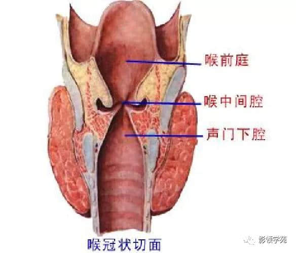 「收藏」最全的人体解剖