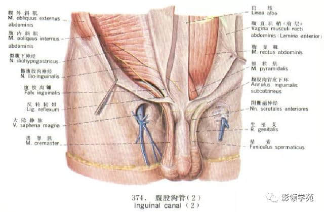 「收藏」最全的人体解剖