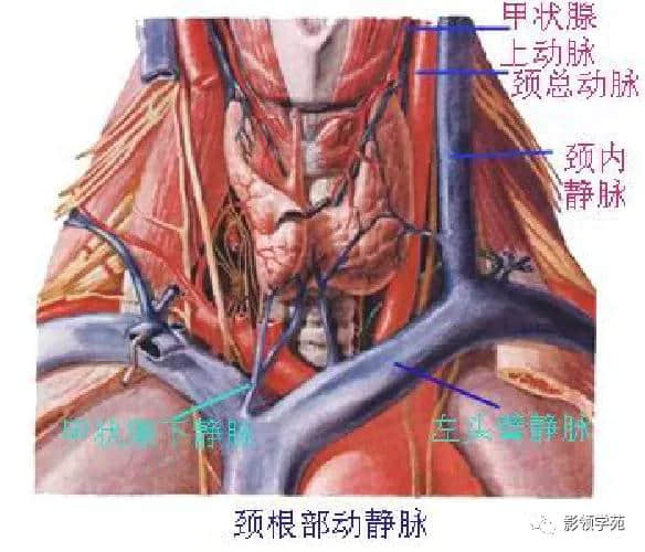 「收藏」最全的人体解剖