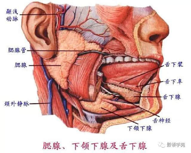 「收藏」最全的人体解剖