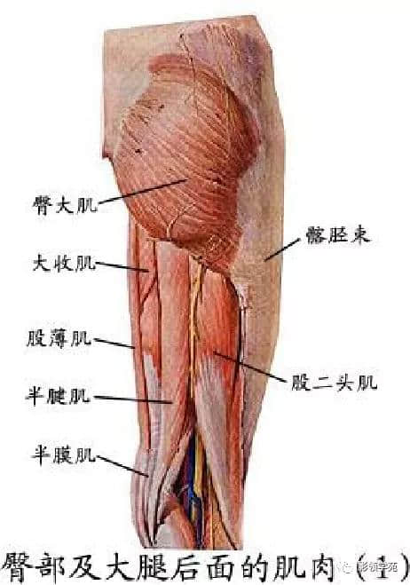 「收藏」最全的人体解剖