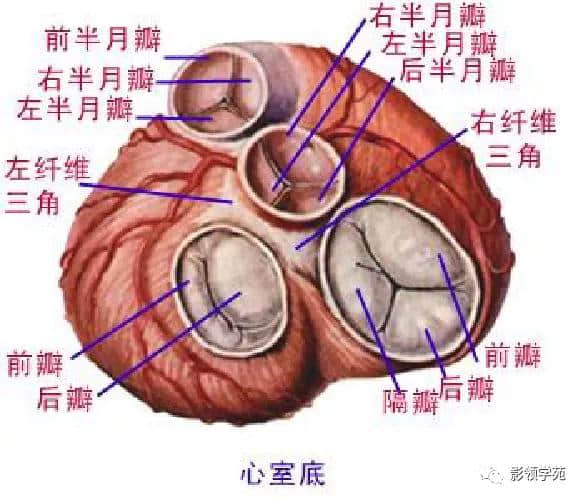 「收藏」最全的人体解剖
