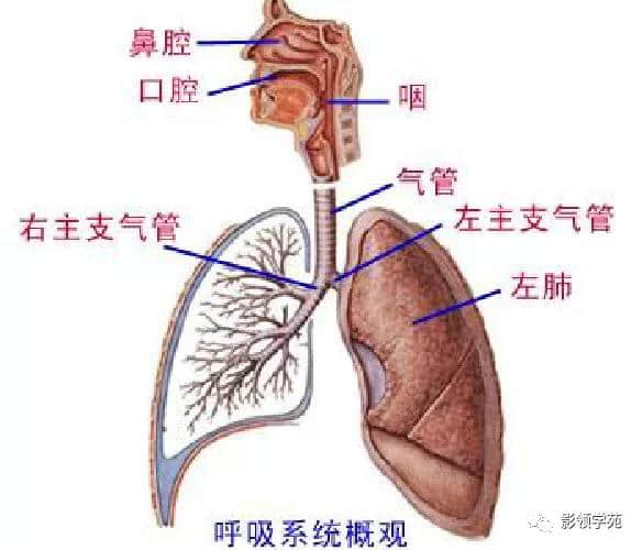 「收藏」最全的人体解剖