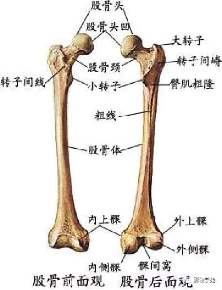 「收藏」最全的人体解剖