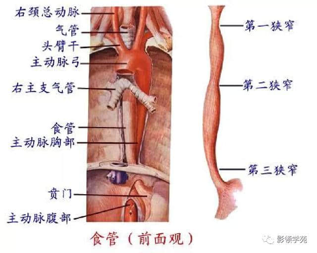 「收藏」最全的人体解剖