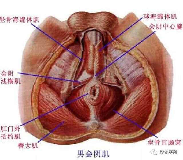「收藏」最全的人体解剖